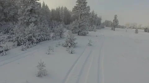 Winter forest Stock Footage 61000108