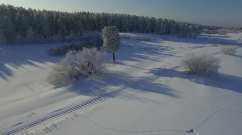 Winter forest Stock Footage 61067598