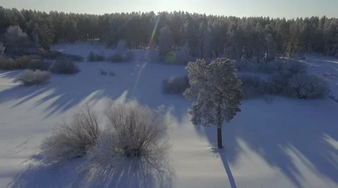 Winter forest Stock Footage 61067903