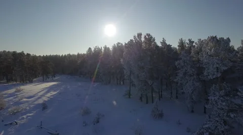 Winter forest Stock Footage 61070312