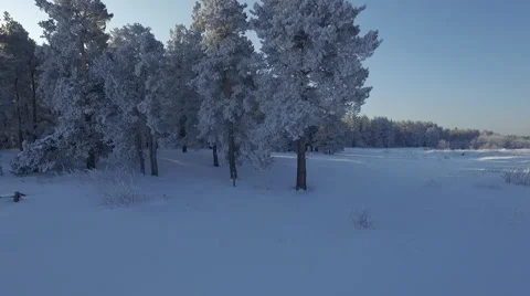 Winter forest Stock Footage 61070492