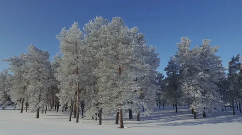 Winter forest Stock Footage 61077045