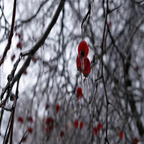 Winter Forest 스톡 동영상 69637982