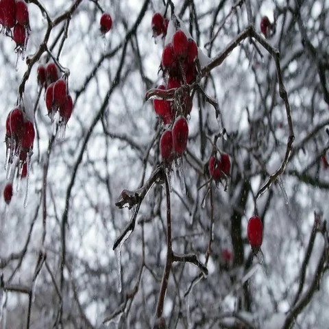 Winter Forest Video stock 69638410