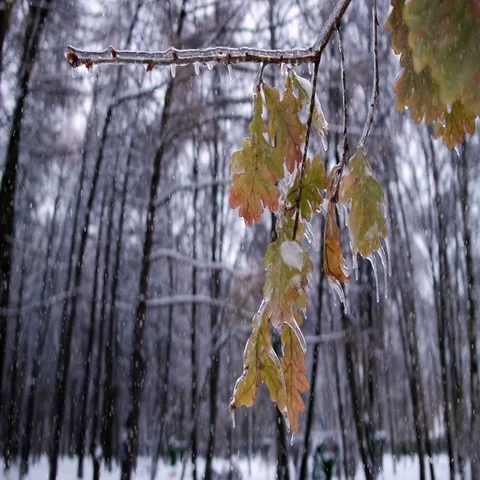 Winter Forest Stock-Footage 69643982
