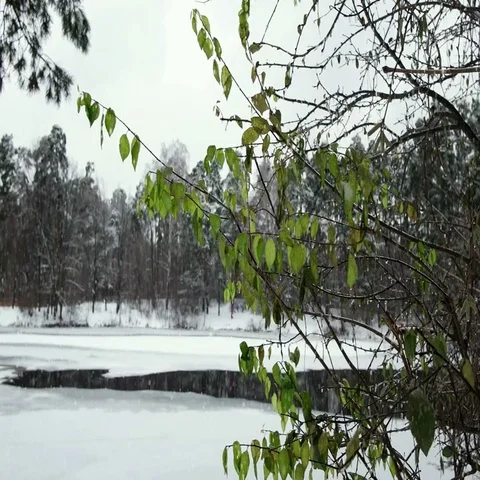 Winter Forest Stock-Footage 69644772