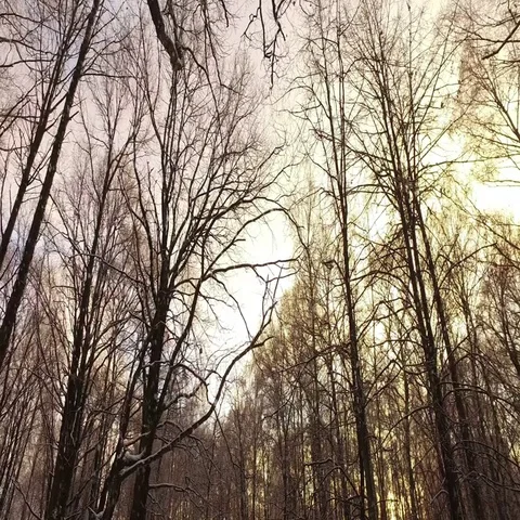 Winter Forest Video stock 69647283