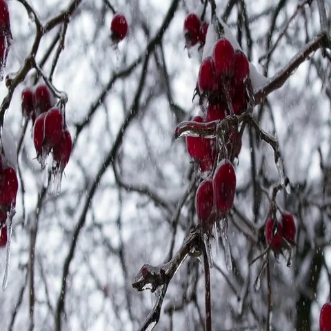 Winter Forest 스톡 동영상 69647295