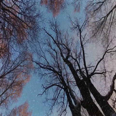 Winter Forest Stock-Footage 69648187