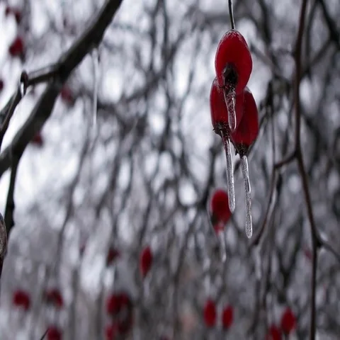 Winter Forest Video stock 69648917