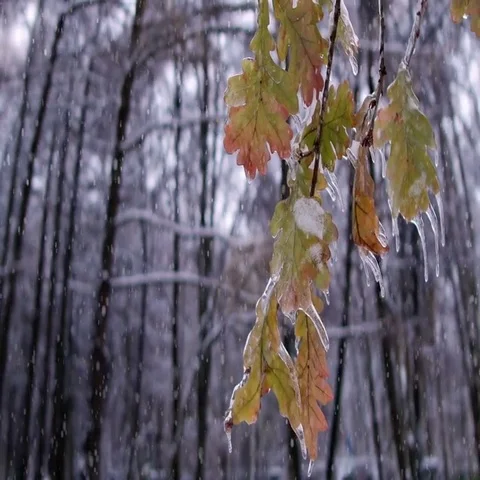 Winter Forest Video stock 69649091
