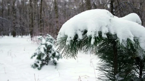 Winter Forest 스톡 동영상 69803117