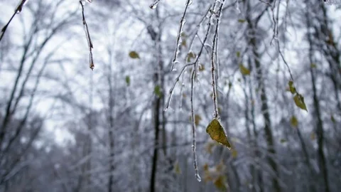 Winter Forest Stock-Footage 69803783