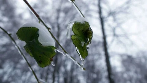 Winter Forest Video stock 69803927