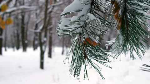 Winter Forest Video stock 69803966