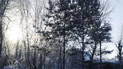 Winter forest Stock Footage 71258062