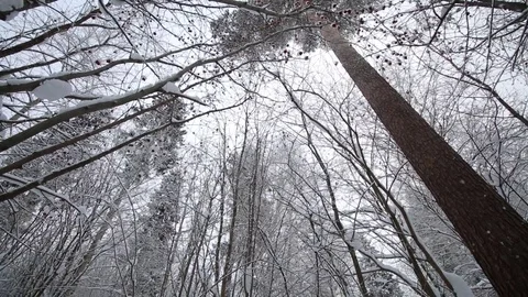 Winter forest 스톡 동영상 71670672