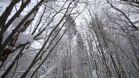 Winter forest Stock Footage 71670698