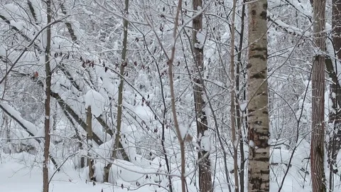 Winter forest Stock-Footage 71672502