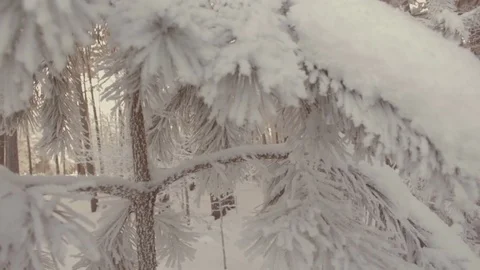 Winter forest Stock Footage 71786349