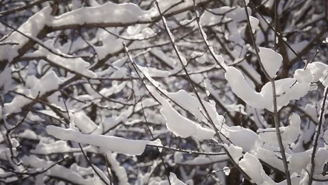 Winter Forest Stock Footage 71819067