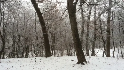 Winter forest Stock Footage 72165397