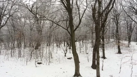 Winter forest Stock Footage 72165403
