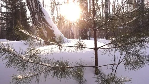 Winter Forest Видео 72236268
