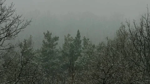 Winter Forest 動画素材 73293405