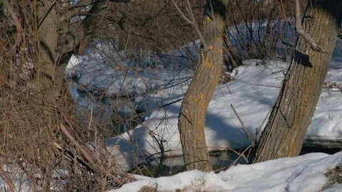 THE WINTER FOREST Stock Footage 73783583