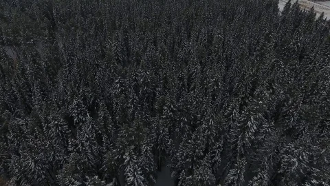 Winter forest Stock Footage 76849258