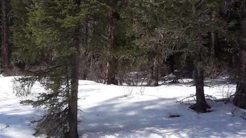 Winter forest Видео 81408381