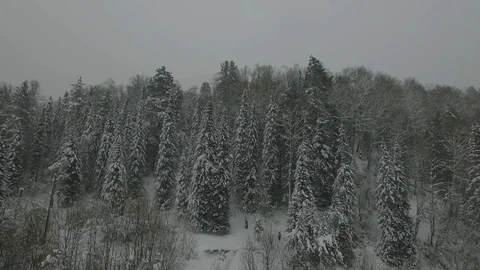 Winter forest Stock Footage 81587187