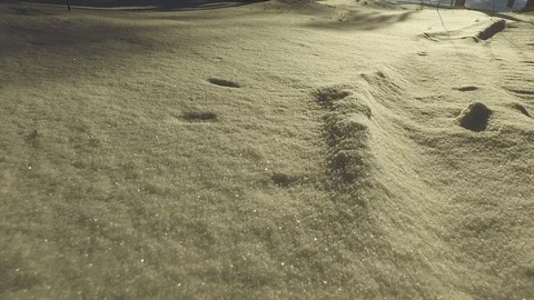 Winter Forest 库存影片 81863349