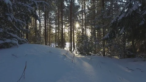 Winter Forest 库存影片 81863574