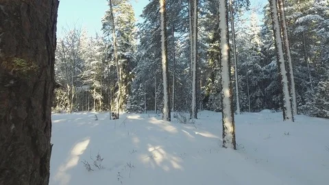 Winter Forest 库存影片 81863577