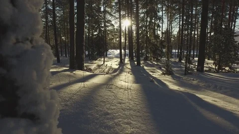 Winter Forest 库存影片 81863578