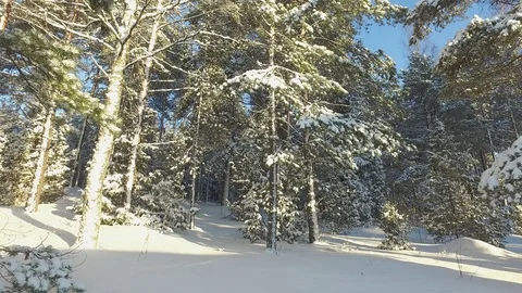 Winter Forest 库存影片 81863586