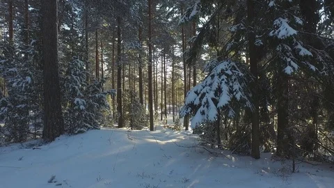 Winter Forest 库存影片 81863607