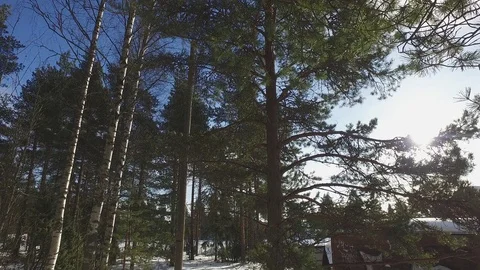 Winter Forest 库存影片 81863634