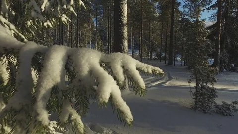 Winter Forest 库存影片 81863651