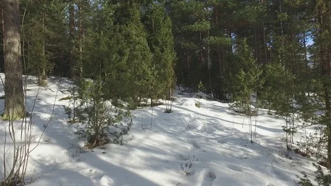 Winter Forest 库存影片 81863670