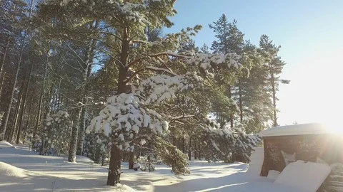 Winter Forest 库存影片 81863900