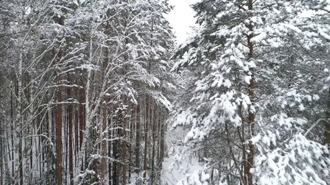  Winter forest Stock Footage 83302859