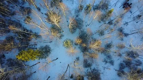 Winter forest Stock Footage 84227595
