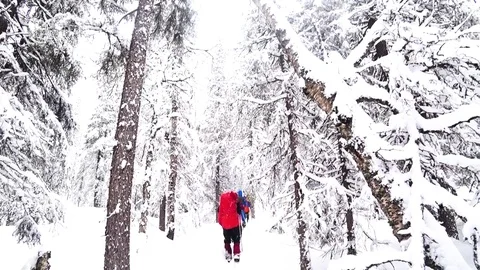 Winter forest Stock Footage 84510642