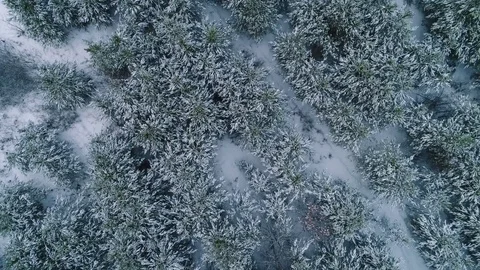 Winter forest. Stock Footage 84886980