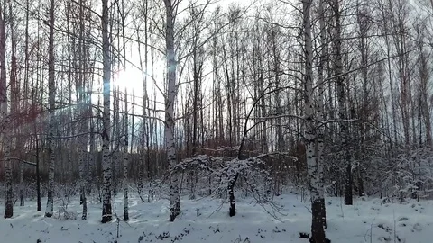 Winter in the forest 스톡 동영상 84992434