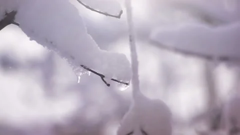 Winter Forest Stock Footage 85469770