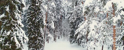 Winter forest Stock Footage 85676491